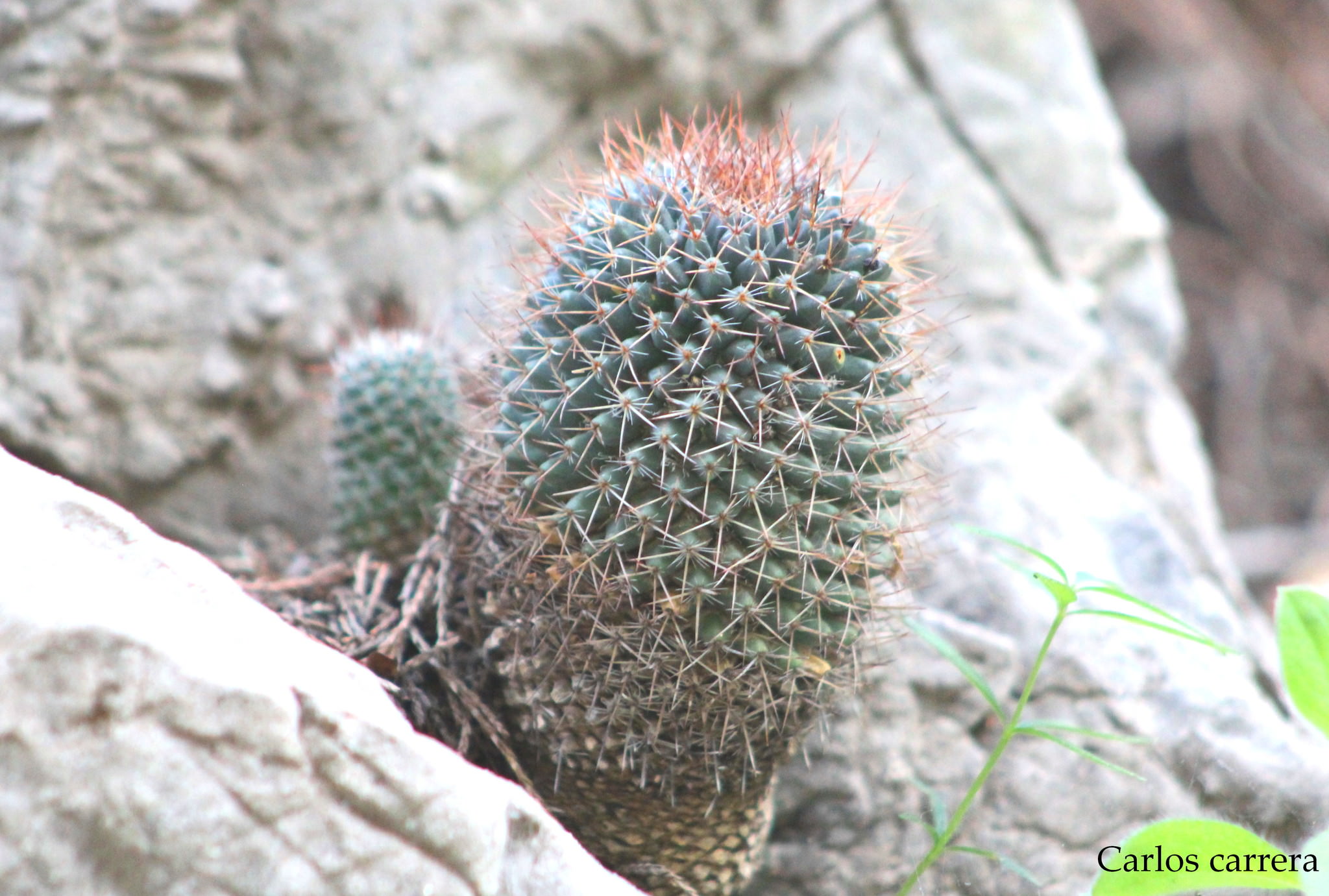 Mammillaria backebergiana